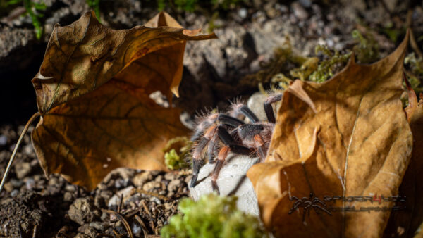 Brachypelma hamorii – Bild 5