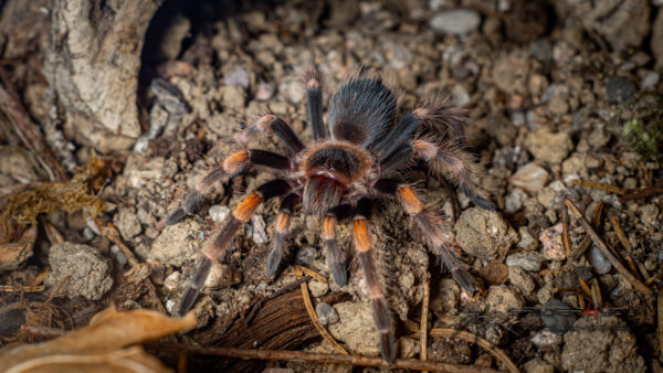 Brachypelma hamorii – Bild 4