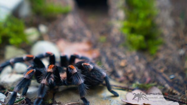 Brachypelma auratum – Bild 4