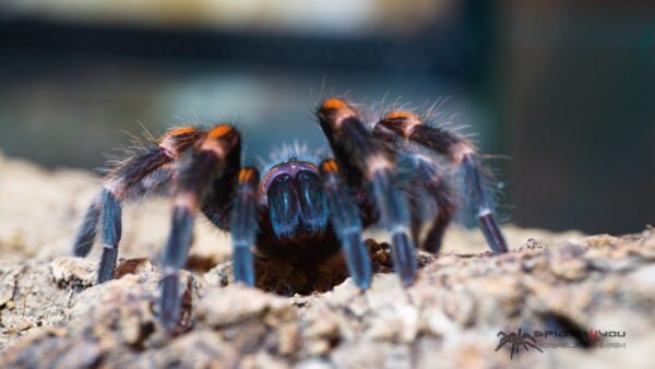 Brachypelma auratum – Bild 3