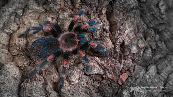 Brachypelma auratum