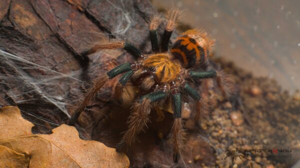 Chromatopelma cyaneopubescens – Bild 3