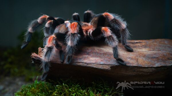 Brachypelma hamorii