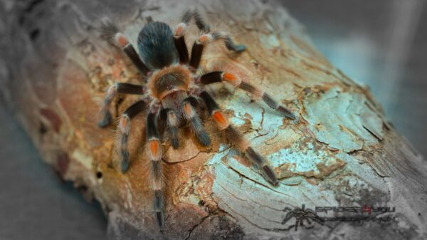 Brachypelma hamorii – Bild 2