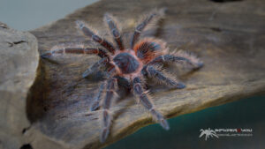 Lasiodora klugi