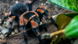 Brachypelma hamorii