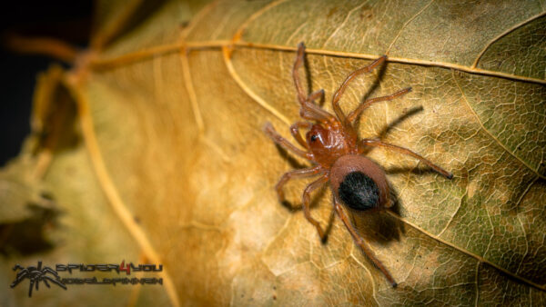 Brachypelma hamorii – Bild 3