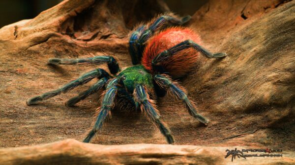Chromatopelma cyaneopubescens
