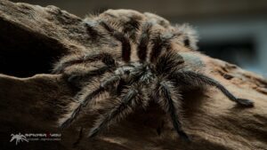 Grammostola grossa
