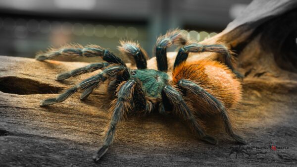 Chromatopelma cyaneopubescens – Bild 2