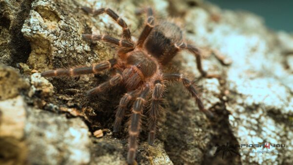 Grammostola pulchripes
