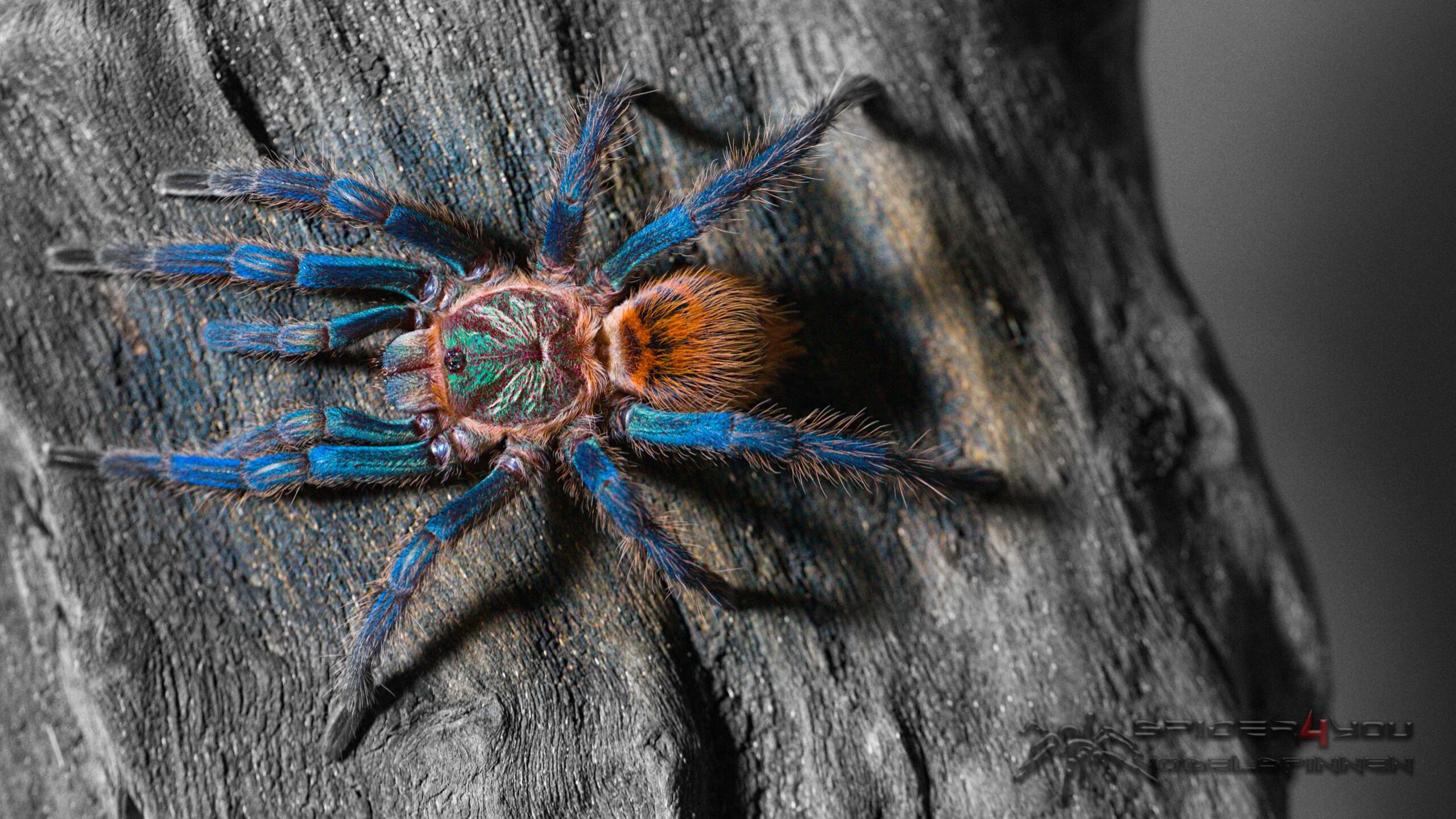 20250402_19_39_56_02 Brachypelma auratum