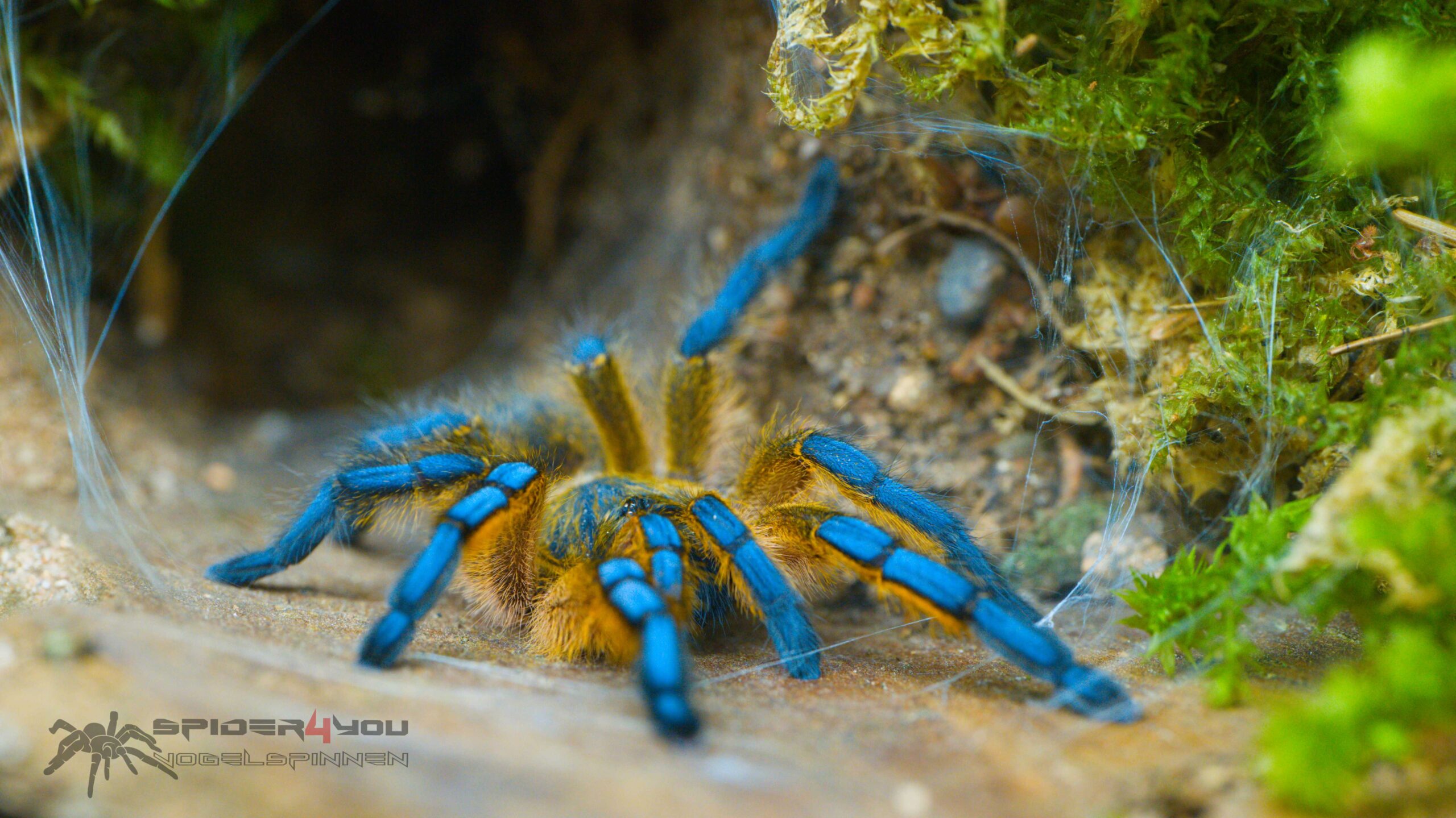 20230510_21_13_11 Brachypelma auratum