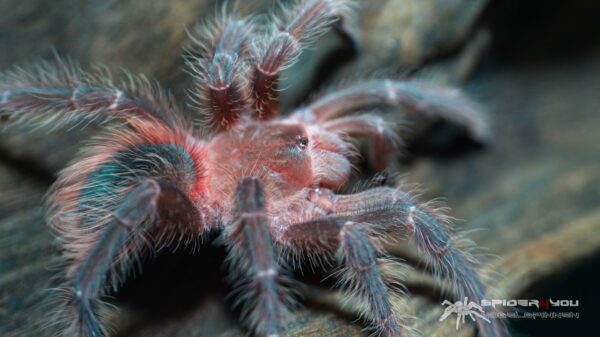 Lasiodora klugi – Bild 2