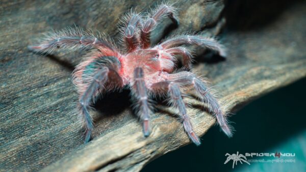 Lasiodora klugi – Bild 3