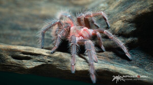 Lasiodora klugi – Bild 4