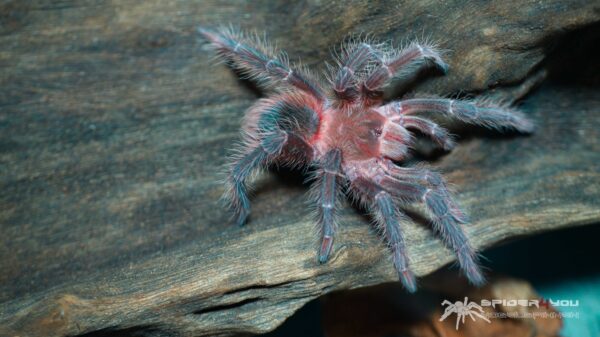 Lasiodora klugi – Bild 5