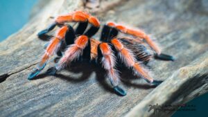 Brachypelma boehmei Männchen (subadult)