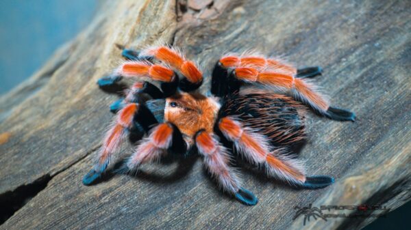 Brachypelma boehmei Männchen (subadult) – Bild 3