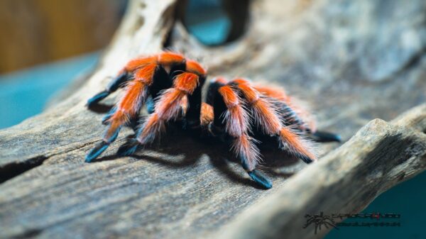 Brachypelma boehmei Männchen (subadult) – Bild 2