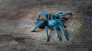 Aphonopelma chalcodes