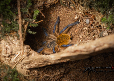H.pulchripes 06 21 V 1