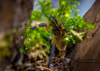 H.pulchripes 06 21 V 2