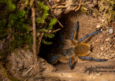 H.pulchripes 06 21 V 5