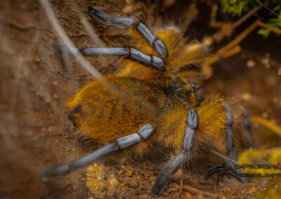 H.pulchripes 06 21 V 6