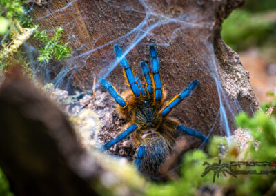 H.pulchripes 06 21 V 7