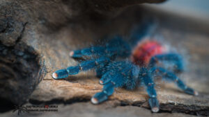 Avicularia variegata ex Amazonica Manaus