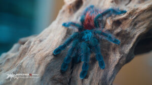 Caribena versicolor Männchen