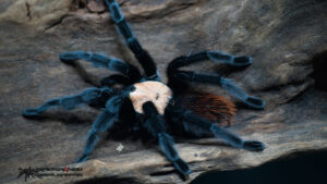 Brachypelma albiceps Männchen
