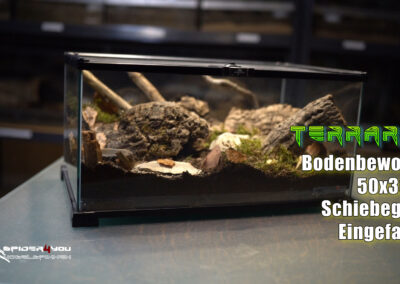 Terrarium 50x30x25 M.balfouri